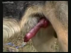 German Shepherd showing off his biggest red dog pecker 